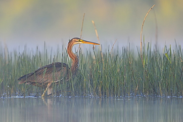 Purple Heron fishing in the water, Dombes France