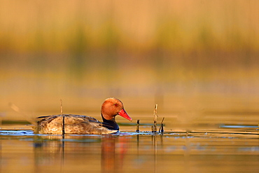 Pochard male on water, Dombes France