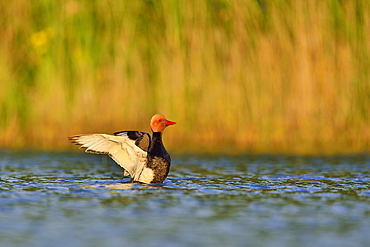 Pochard male on water, Dombes France