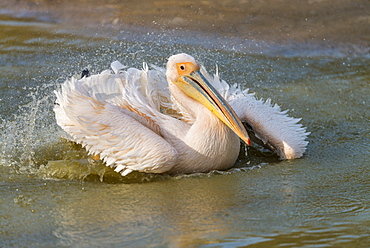 Great white pelican landing in Rift valley, Ethopia