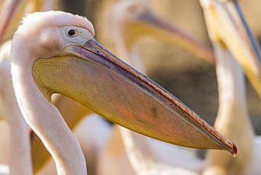 Great white pelican portrait in Rift valley, Ethopia