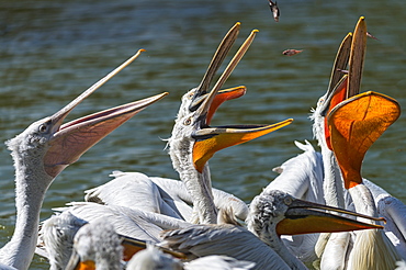 Dalmatian pelicans fed in Greece