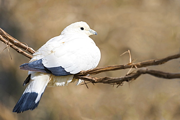 Pied Imperial-pigeon on a liana, Philippines 