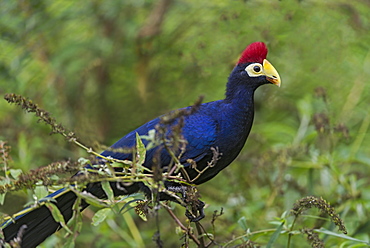 Violet turaco on a branch 