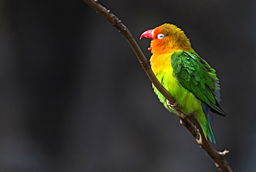 Fisher's lovebird on a branch 