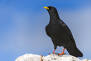 Alpine chough on a rock in the Alps, France