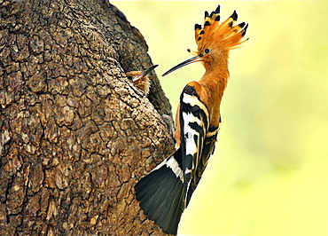 Hoopoe feeding its young in the nest, Botswana 