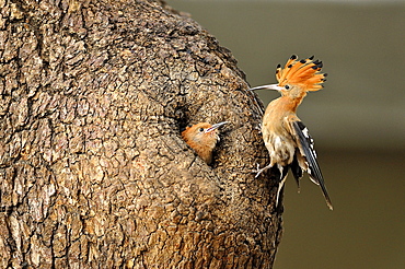 Hoopoe feeding its young in the nest, Botswana 