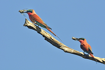 Carmine bee-eaters with Cicadas in the beak, Botswana 