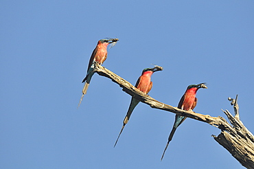 Carmine bee-eaters with Cicadas in the beak, Botswana 