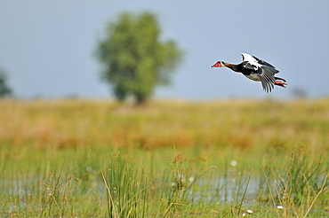 Spur-winged goose in flight, Okavango Delta Botswana