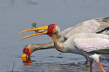 Yellow-billed storks feeding in the water, Botswana 