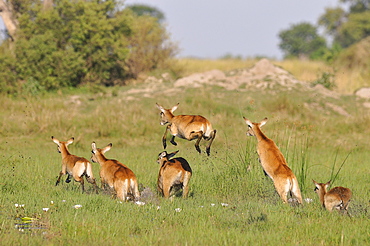 Lechwe waterbuck leaping, Botswana