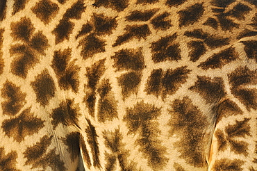 Giraffe coat, Botswana 