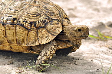 Leopard Tortoise in Savannah, Botswana