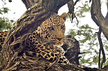 Portrait of male leopard lying in a tree, Botswana