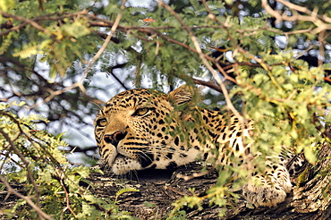 Portrait of male leopard lying in a tree, Botswana