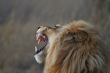 Portrait of Lion roaring in savannah, Botswana 