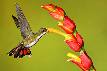 Green-breasted mango female foraging in flight, Costa Rica 