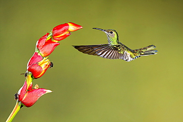 White-necked Jacobin female foraging in flight, Costa Rica 