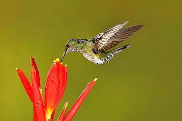 White-necked Jacobin female foraging in flight, Costa Rica 