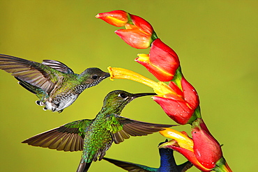 White-necked Jacobin foraging in flight, Costa Rica 