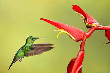 Green crowned Brilliant female foraging in flight-Costa Rica