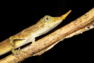 Agame unicorn, Bukit Barisan Selatan NP Sumatra Indonesia