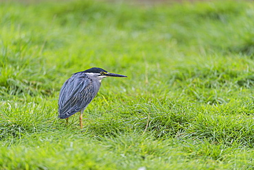 Striated heron in Australia