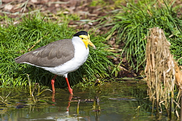 Masked plover in Australia