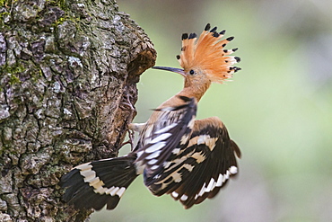 Eurasian hoopoe on a trunk in Catalonia, Spain