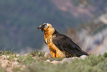 Lammergeier in Catalonia, Spain