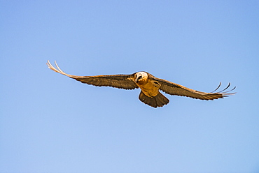 Lammergeier in Catalonia, Spain