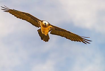 Lammergeier in Catalonia, Spain