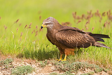 Black kite in Castille, Spain