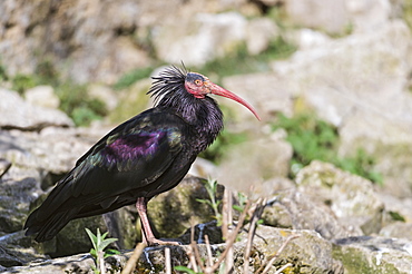 Northern bald ibis, Turkey