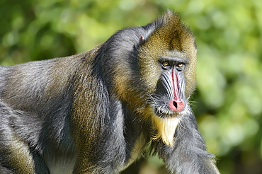 Portrait of Mandrill