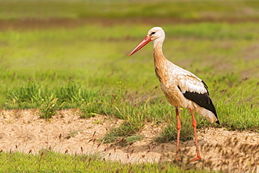 White stork in Castille, Spain