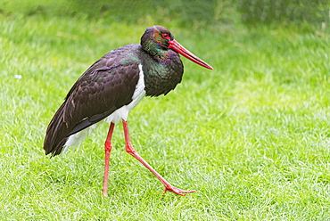 Black stork in the Pyrenees range- France