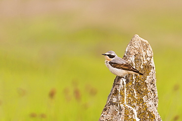 Northern wheatear in Castille, Spain