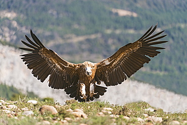 Eurasian griffon vulture landing in Catalonia- Spain