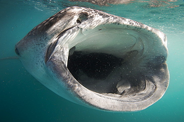 Mouth of a Whale Shark sifting plankton, Gulf of California