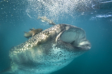 Whale Shark sifting plankton with Remora -Gulf of California