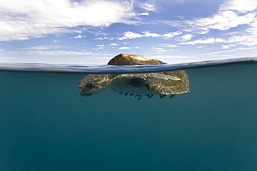 Sea turtle at the surface of the water, Gulf of California