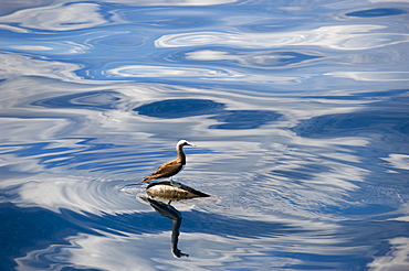 Brown Booby on Sea Turtle at surface- Gulf of California