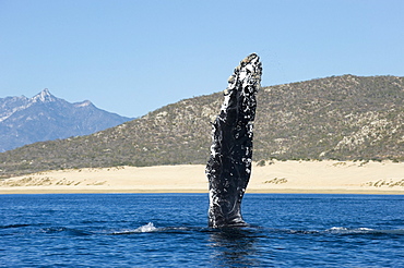 Humpback whales pectoral fin at surface, Sea of ??Cortez