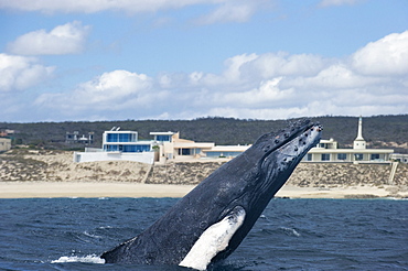 Humpback whale breaches close to shore, Sea of ??Cortez