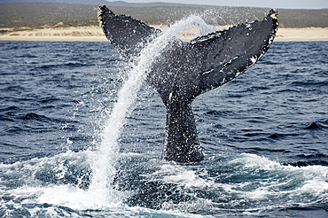 Humpback whale tail close to shore, Sea of ??Cortez