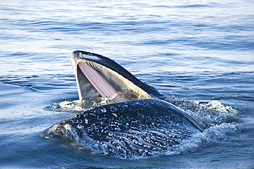 Humpback whale feeding on the surface, Sea of ??Cortez