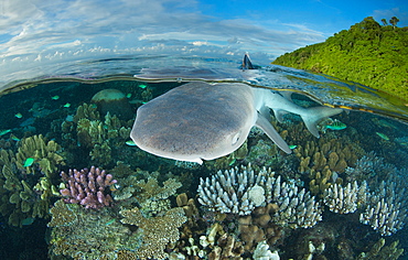 White-tip reef shark over shallow coral reef, Fiji Islands